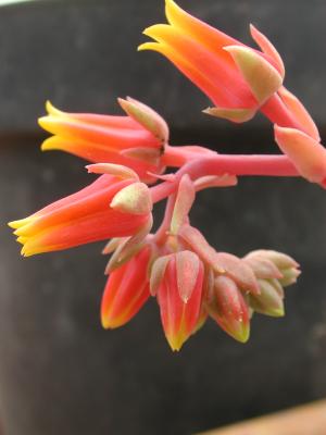 Echeveria sp.